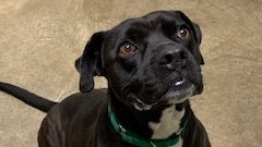 ColliervilleGov's tweet image. This is Abe. He is a beautiful boy who loves treats and hanging out with his people. Abe has been at the Collierville Animal Shelter for almost a year; he did leave for a while to live with a nice lady, but they weren’t a good fit for each other. 😢 1/4