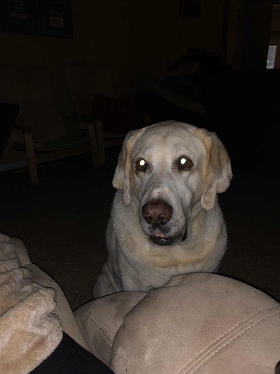 BreckPotvin1's tweet photo. Trip, thank you for everything buddy! You were the best dog I could ever imagine. A bond like no other. ✊ Rest In Peace buddy! https://t.co/pAvkDuhLvY