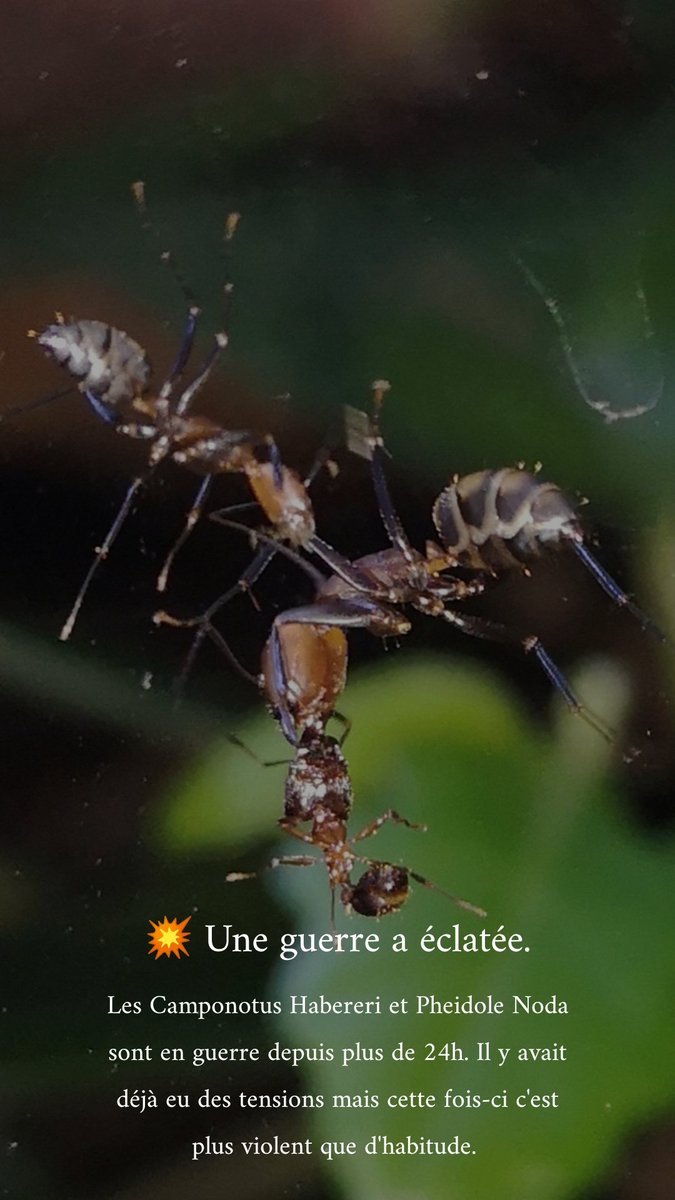 mickaelnolan_'s tweet image. #fourmis #ants #pheidole #noda #camponotus #habereri