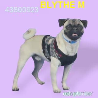 MoishesMom's tweet photo. 🚨👇🏻We R the lost Pugs of the #RioGrandeValley ☹️😭 Our scummy humans dump us &amp; #Palm #Valley 💉🩸💔 us 👿 #SavePalmValleyPups 🙏 #SavePugs #retweet #foster #adopt Blithe &amp; Braiden deserve real humans—not the disloyal filth who put them in #TheWorstKillPoundinTheWorld 😭🚨👇🏻🙏🙏 https://t.co/VbBiVMsVFJ