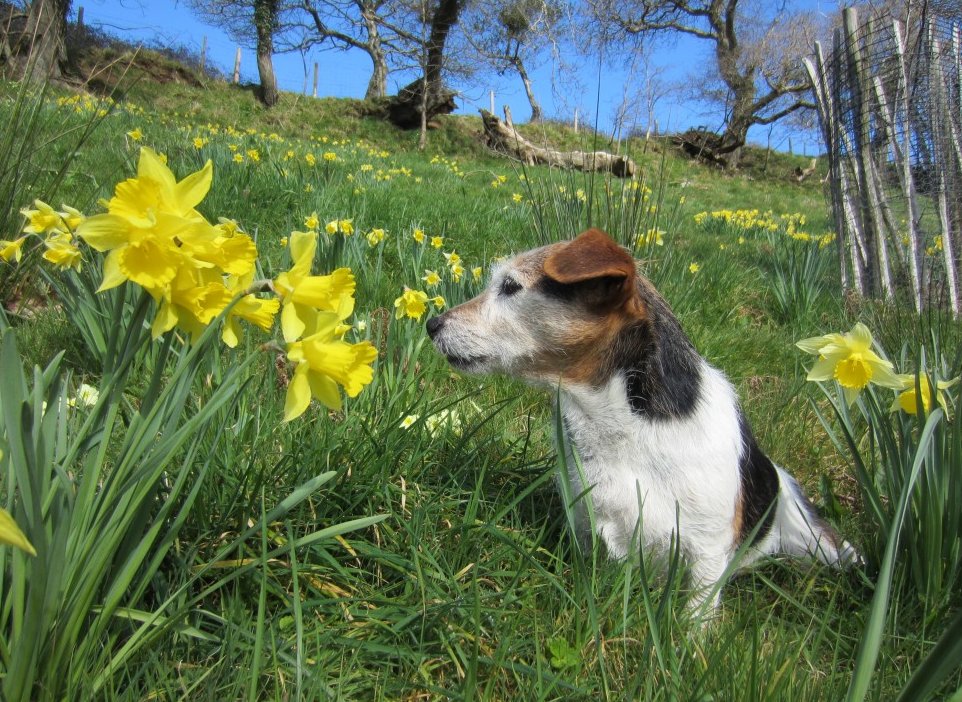 lovenorthdevon's tweet photo. #DevonHour, we love seeing your four-legged friends enjoying their time in #NorthDevon 🐶

Tweet us your photos of your pups enjoying their time and we'll retweet our favourites 🙌 https://t.co/LbbUZM0UxO https://t.co/WNOGrHKmKd