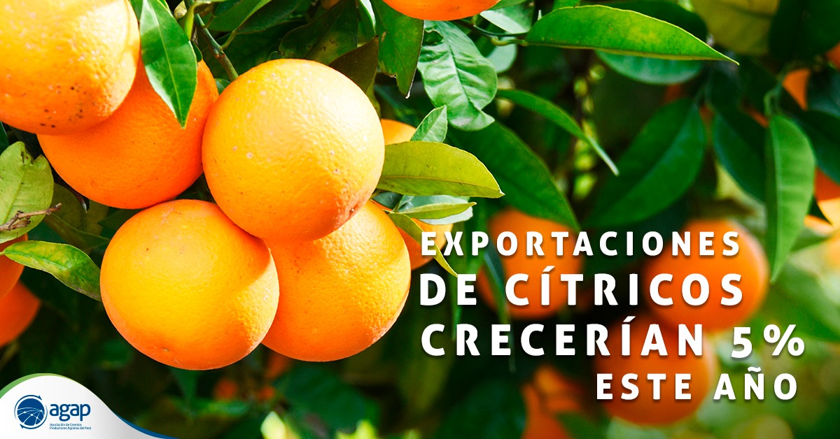 AGAP_PERU's tweet photo. Las exportaciones de cítricos 🍊 peruanos superarían las 200.000 toneladas este 2020 ⬆, según indicó Procitrus.
#AGAP #Procitrus https://t.co/ESs3YcqY5P