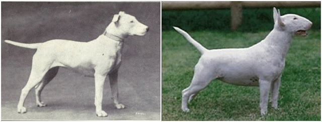 TomasGradin's tweet photo. Vi borde prata om den perversion som kallas ”rasstandard” för hundar. Till vänster en typisk bull terrier år 1915 – en elegant och smäcker hund – till höger det missfoster rasen har avlats fram till av kennelklubbarna. Deras totala förakt för djurs välmående är uppenbart. https://t.co/TMlZarAl29