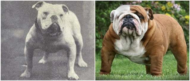 TomasGradin's tweet photo. En bulldog var redan för 100 år sedan en rätt ansträngd ras. I dag fullständigt förstörd. https://t.co/TNelH9pdth