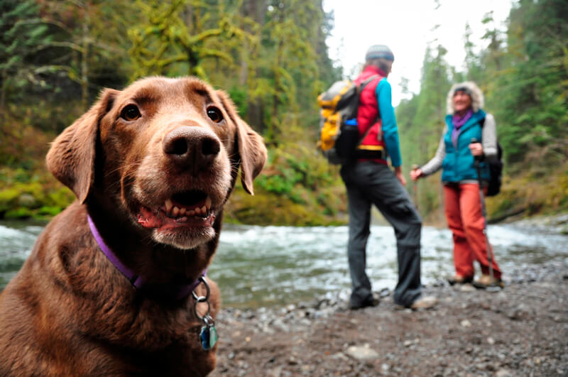 UnicoiStatePark's tweet photo. Hiking is a popular activity at our pet-friendly State Park. Three of the park’s trails are worth
exploring on your next trip to our mountain resort.
Book your trip: https://t.co/6BSibV17xN
#hiking #getoutdoors #explorega #unicoistatepark #gastateparks #alpinehelen
#petfriendly https://t.co/RefCLEWqd5