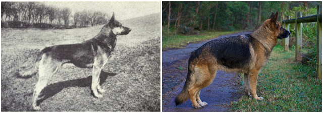 TomasGradin's tweet photo. En schäfer då och nu. Krokig rygg, alldeles för stor och tjock – för 100 år sedan var schäfer en medelstor hund på cirka 25 kg, i dag väger de runt 40 kg! https://t.co/S3aKTDWVVh