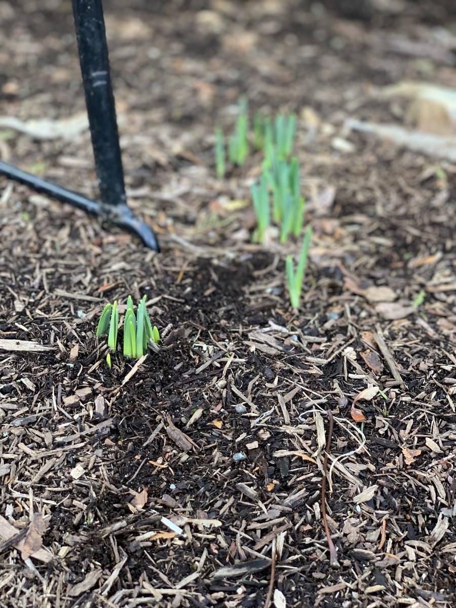 SeahorseInn's tweet photo. Spring is in the air along the Connecticut shoreline.   The daffodils are a tough species.   They’ll survive the frost and snow if it should ever arrive.  In the mean looking forward to flowers, longer days and warm sunshine. #madisonct #ctshore https://t.co/NJTypq42dA