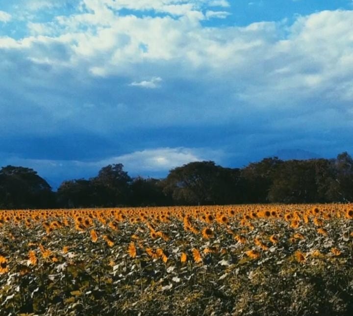 SiturCesar's tweet photo. Estos paisajes solo los disfrutas en Valledupar!

Este nuevo atractivo turístico ha llamado la atención de la comunidad local, y ya se ha convertido en un atractivo turístico para nuestros visitantes.

Para información más detallada visita nuestro instagram @siturcesar https://t.co/zSmVDzxJM5