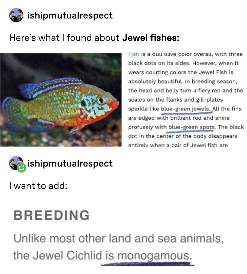 Some information about the Jewel Fish: