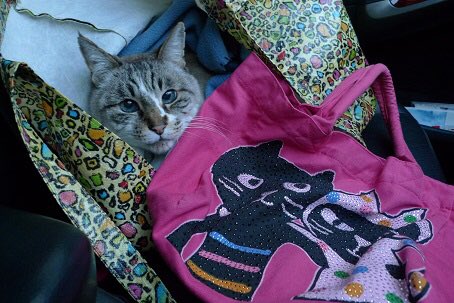 猫みや tweet media