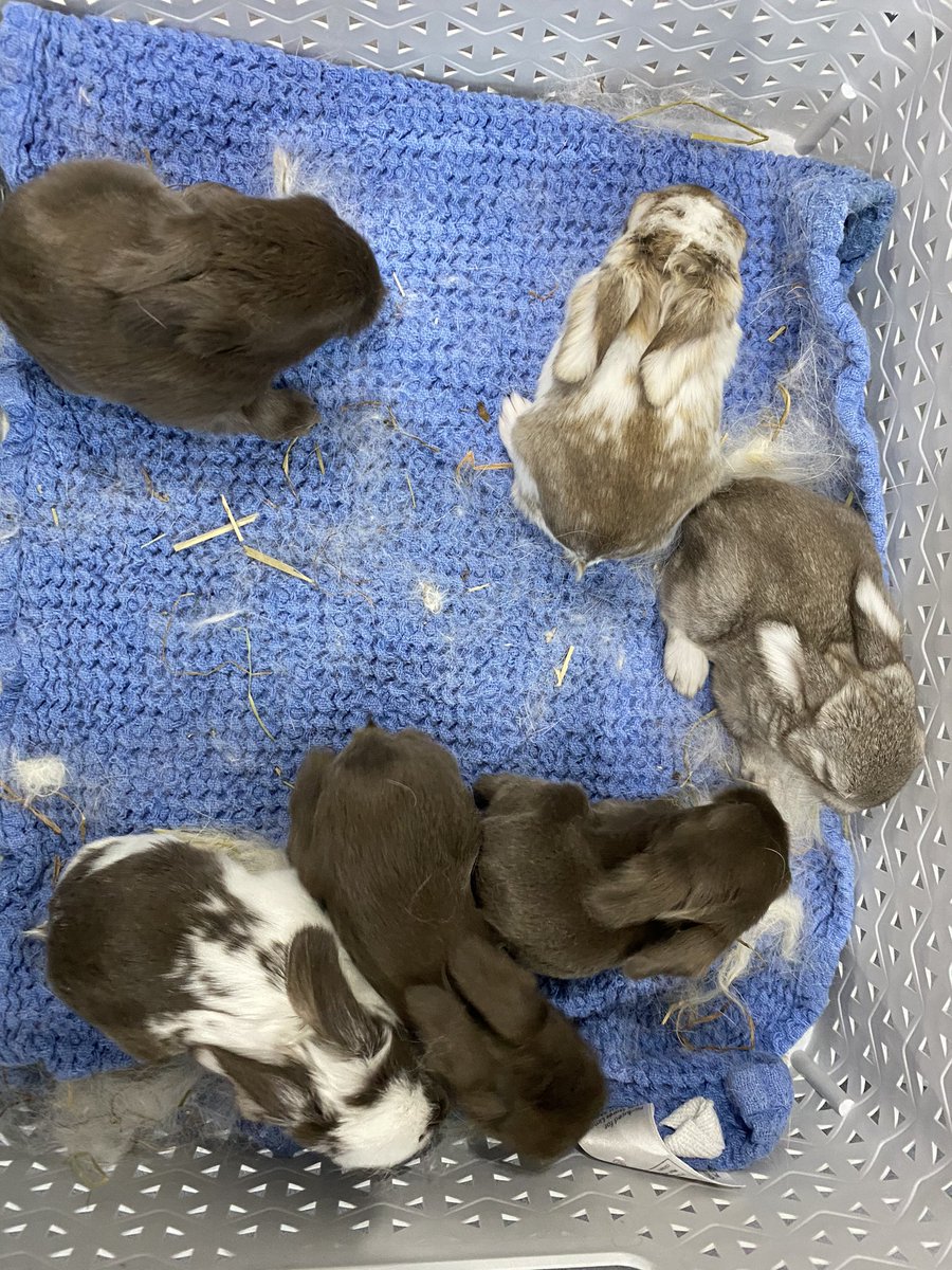 emilydowns08's tweet image. My little bunnies 😍 so happy that there all healthy and alive! Cuteness overload #bunnies #rabbits #babyrabbits #frenchlops #giantrabbits #houserabbit