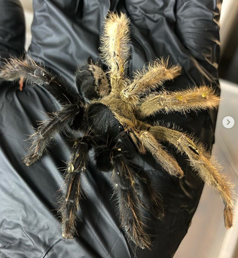 Michelotto8legs 🕷️🕸️ tweet media