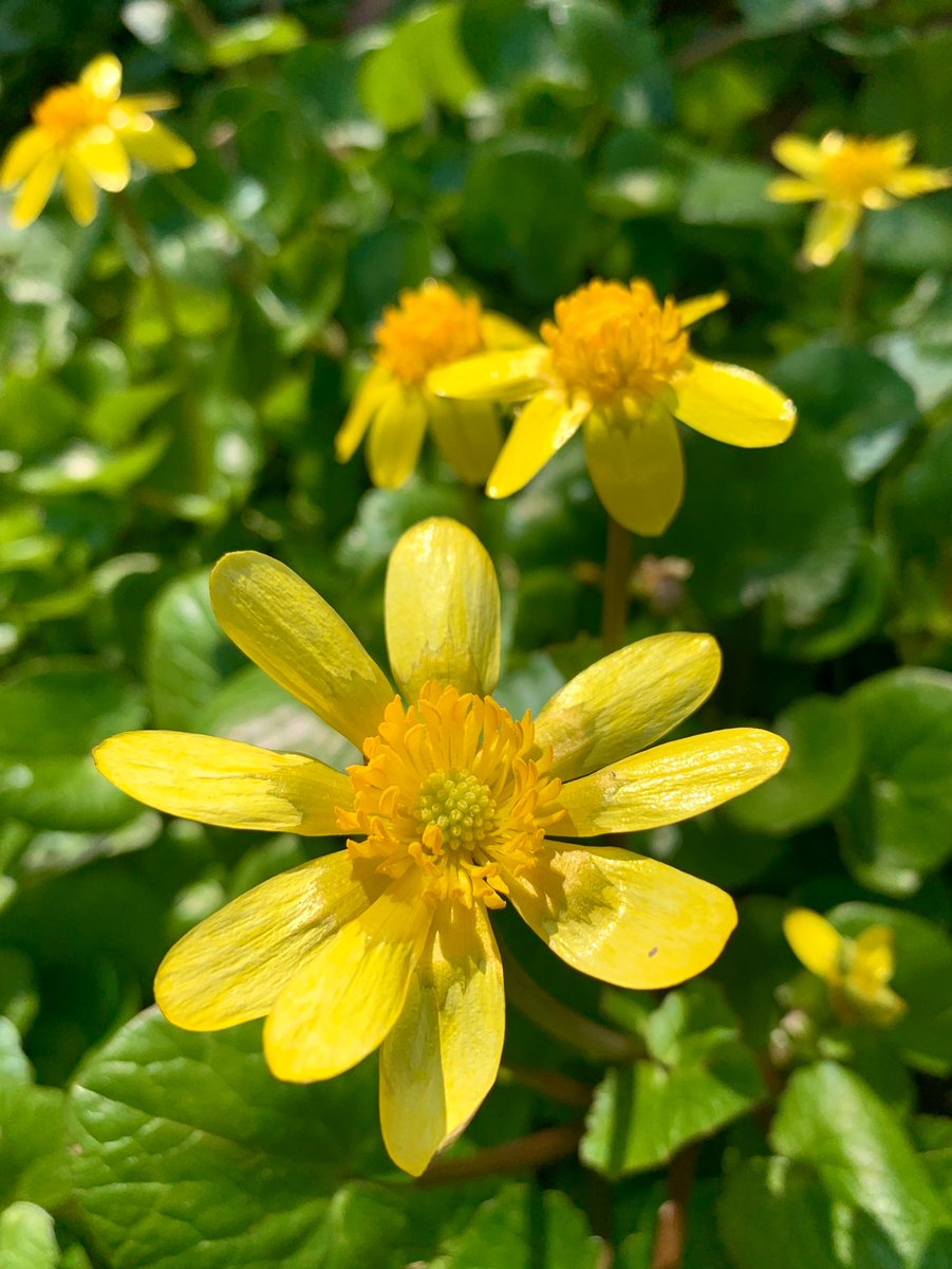Cloudsailor 星羅の一日一花 キクザキリュウキンカ 菊咲立金花 別名ヒメリュウキンカ 姫 立金花 寒いと白く変化する黄色い花は萼花弁で 本当の花は退化している 帰化植物 キンポウゲ科キクザキリュウキンカ属 ユーラシア原産 Lesser Celandine