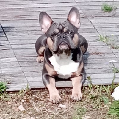 #cesarlookingforvalentine