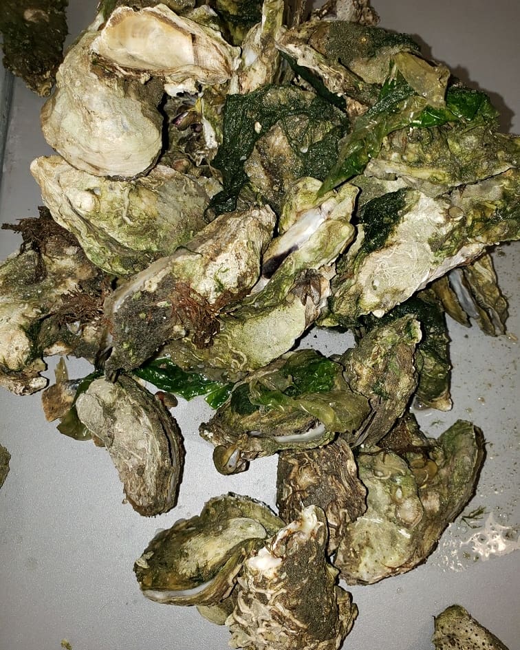 We had amazing day during our Valentine`s Oyster Roast. Recently retired USC scientist Paul Kenny, taught ethical harvesting practices and everything you need to know about oysters, not to mention he's a great cook! It was a shucking good time!
#iheartestuaries #estuarylove