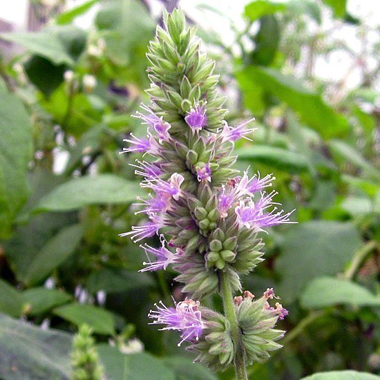 sacredmists's tweet photo. How Does Your Witch's Garden Grow?  Sacred Mists Shoppe has over thirty new witch's garden seeds 🌱 Grow some rare plant and flower magick! - https://t.co/QjQeUxNBGw https://t.co/XaC7MxnzlA