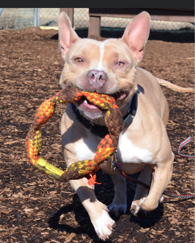 phillybullyteam's tweet photo. Ellie is about 2 years old. She’s dog and kid friendly! https://t.co/CXsjDOhcAr https://t.co/2mXzfPQw9E