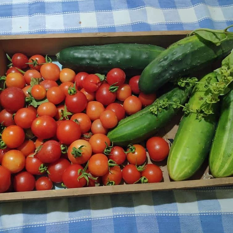 superat_semper's tweet photo. Feliz por mi ensayo de huerta....y queda más por cosechar ✨🥰💪 #ecovida #querer_es_poder https://t.co/tvberlcBJC