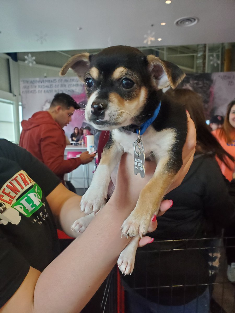 Yvette Chavez (@ychavez2) on Twitter photo Jefferson partnering with Watermelon Mountain Ranch to provide Furever homes to these babies! "My Furry Valentine" adoption event. #WeLoveOurPets #JeffersonStrong <a href="/mandsmind/">Amanda Armenta</a> @mando_lara86 <a href="/UKnow_Adolph/">Adolph</a> <a href="/NicholOoo/">Nichol Orozco</a> @GregThomas505 @MM_Mattson Jefferson partnering with Watermelon Mountain Ranch to provide Furever homes to these babies! "My Furry Valentine" adoption event. #WeLoveOurPets #JeffersonStrong <a href="/mandsmind/">Amanda Armenta</a> @mando_lara86 <a href="/UKnow_Adolph/">Adolph</a> <a href="/NicholOoo/">Nichol Orozco</a> @GregThomas505 @MM_Mattson