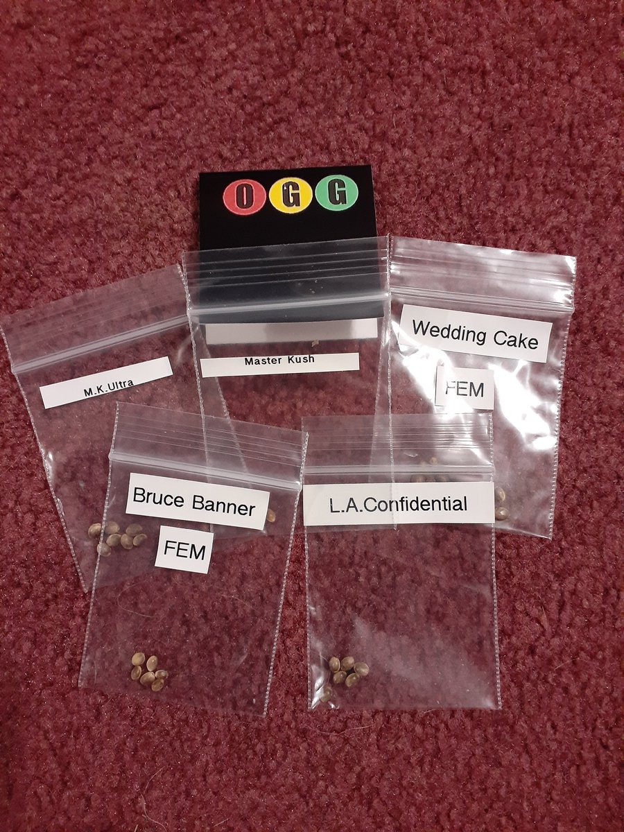 Phil (@ougrew12) on Twitter photo thanks to <a href="/Ontariogenetics/">Ontario Grown Genetics</a> seeds arrived exactly like expected and the bonuses are outstanding! Time to get things growing again. thanks to <a href="/Ontariogenetics/">Ontario Grown Genetics</a> seeds arrived exactly like expected and the bonuses are outstanding! Time to get things growing again.