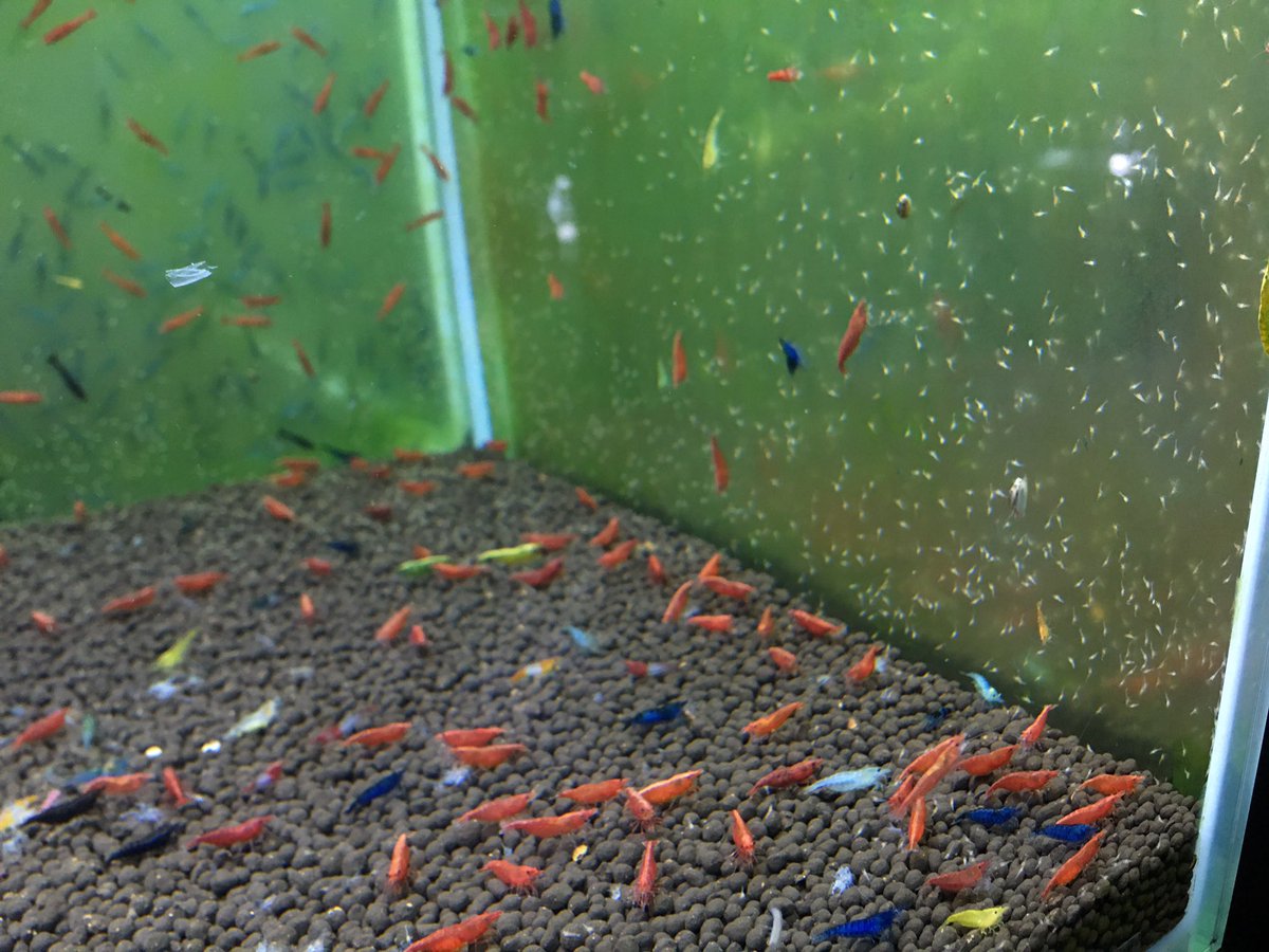 LOWKEYS2006's tweet image. 3月1日はアクアリウムラリー
ワンコイン商品が続々登場の予感‼️

リツイートで1名様にメタルカラーシュリンプ稚えび1000匹プレゼント‼️2月15日まで

各ブースで500円以上お買い上げでラリーシール発行！出展者もbattleしてますのでワンコイン販売するブース多数出現の予感！

aquariumrally.com/phone/