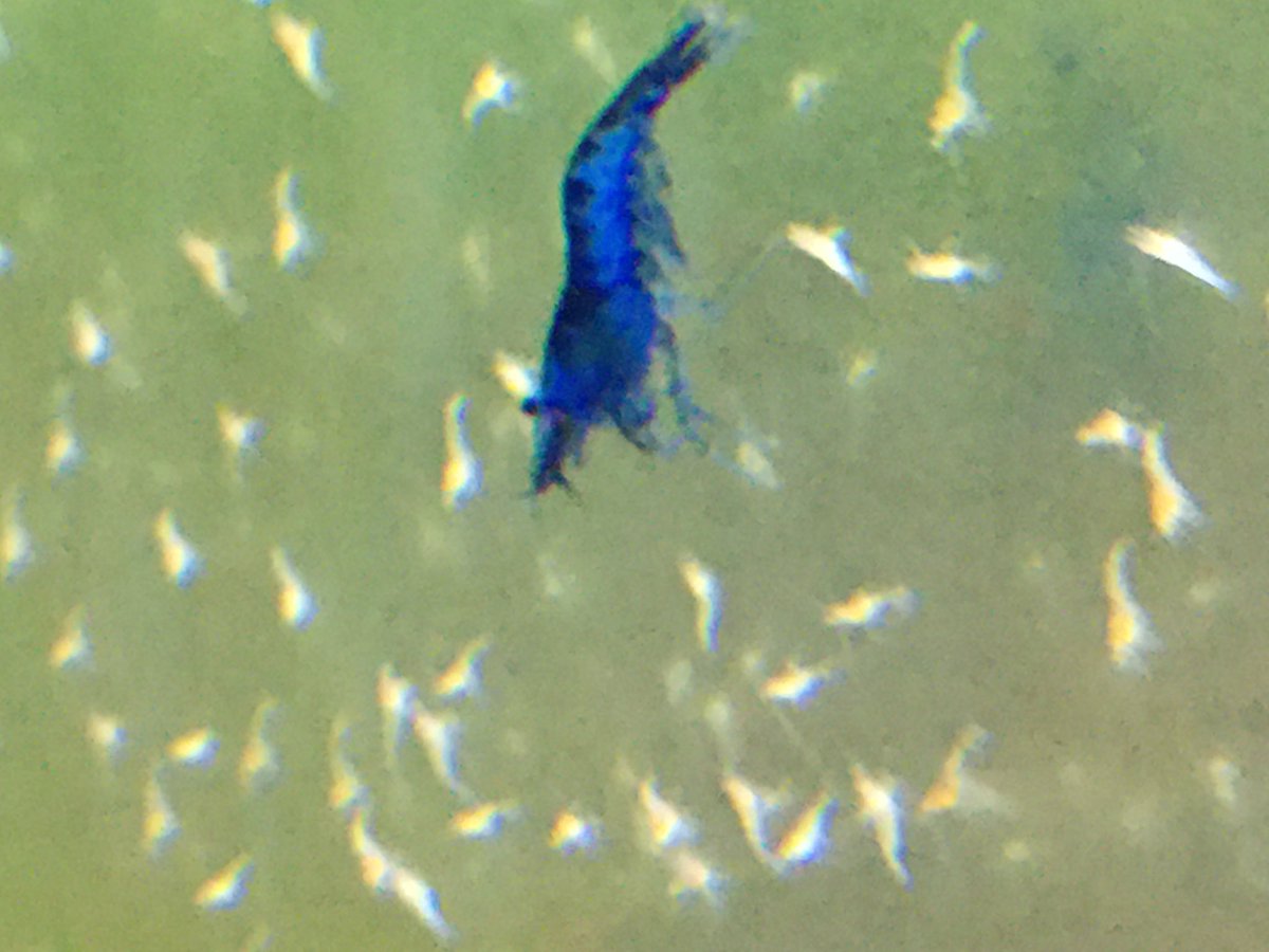 LOWKEYS2006's tweet image. 3月1日はアクアリウムラリー
ワンコイン商品が続々登場の予感‼️

リツイートで1名様にメタルカラーシュリンプ稚えび1000匹プレゼント‼️2月15日まで

各ブースで500円以上お買い上げでラリーシール発行！出展者もbattleしてますのでワンコイン販売するブース多数出現の予感！

aquariumrally.com/phone/