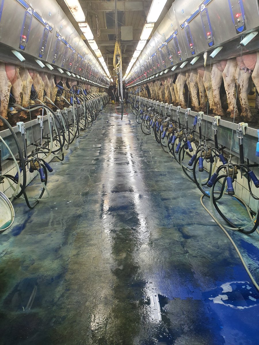tdibble90's tweet image. Day 4 Alta Wisconsin Tour 2020
Dairy Dreams 3000 cows 44L milk 42/42 rapid exit 400+ cows per hour!  30% pg rate with sexed, YS on site, DOA below 1% Aspirations to reduce syncs using technology @AltaGeneticsUK
