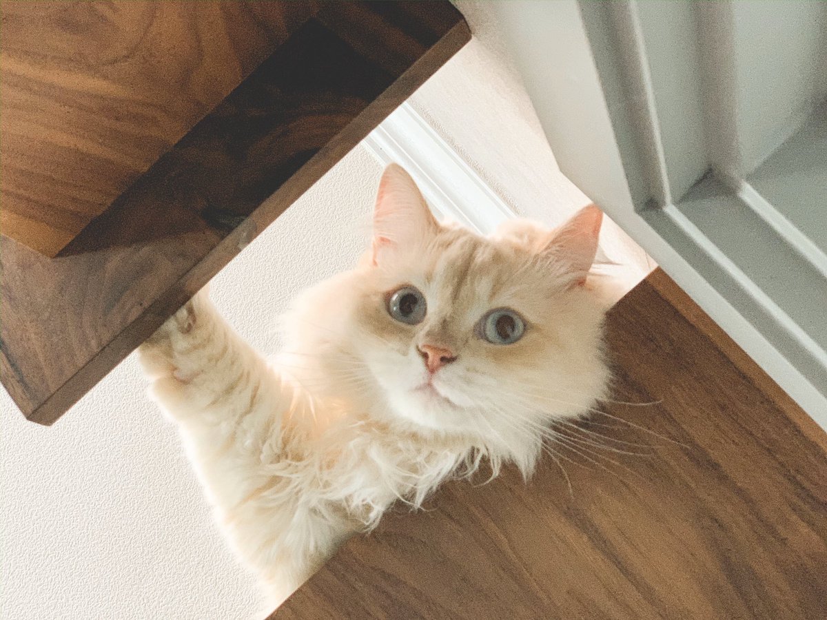 츄르 도둑은 노굴맨이 처리했으니 안심하라구