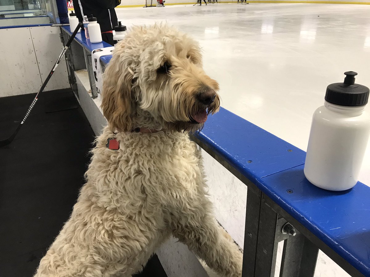 Buffalo Beauts tweet media