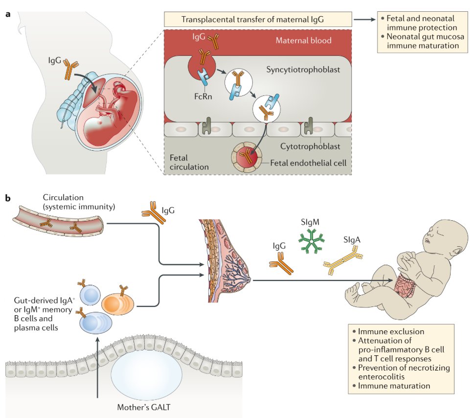 McHeyzer-Williams (@mmw_lmw) on Twitter photo Rethinking #Mucosal_Antibody Responses | IgG in the neonatal gut mucosa | Andrea Cerutti <a href="/IcahnMountSinai/">Icahn School of Medicine at Mount Sinai</a> <a href="/NatRevImmunol/">Nature Rev Immunol</a> buff.ly/39lTMm6 Rethinking #Mucosal_Antibody Responses | IgG in the neonatal gut mucosa | Andrea Cerutti <a href="/IcahnMountSinai/">Icahn School of Medicine at Mount Sinai</a> <a href="/NatRevImmunol/">Nature Rev Immunol</a> buff.ly/39lTMm6
