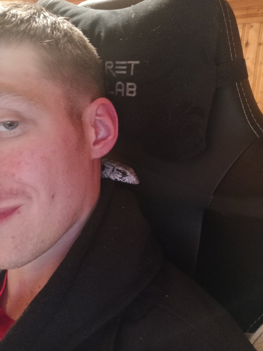 Nock_Arkturus's tweet photo. After I leave for a couple days, she insists on staying on my neck for a while. Still have an appointment to make tonight though, so once that's done I'll be able to have more time. 
#ValkyrieTheTegu https://t.co/TlnKchignA