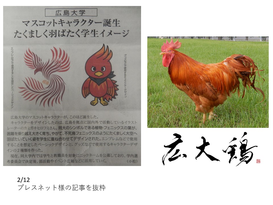 広大鶏 広島大学産 地鶏 Gallus Japan株式会社 広島大学のマスコットキャラクターが誕生したそうです フェニックスが元になっているようです 名前は公募中 まるで 広大鶏のようですね ｗ