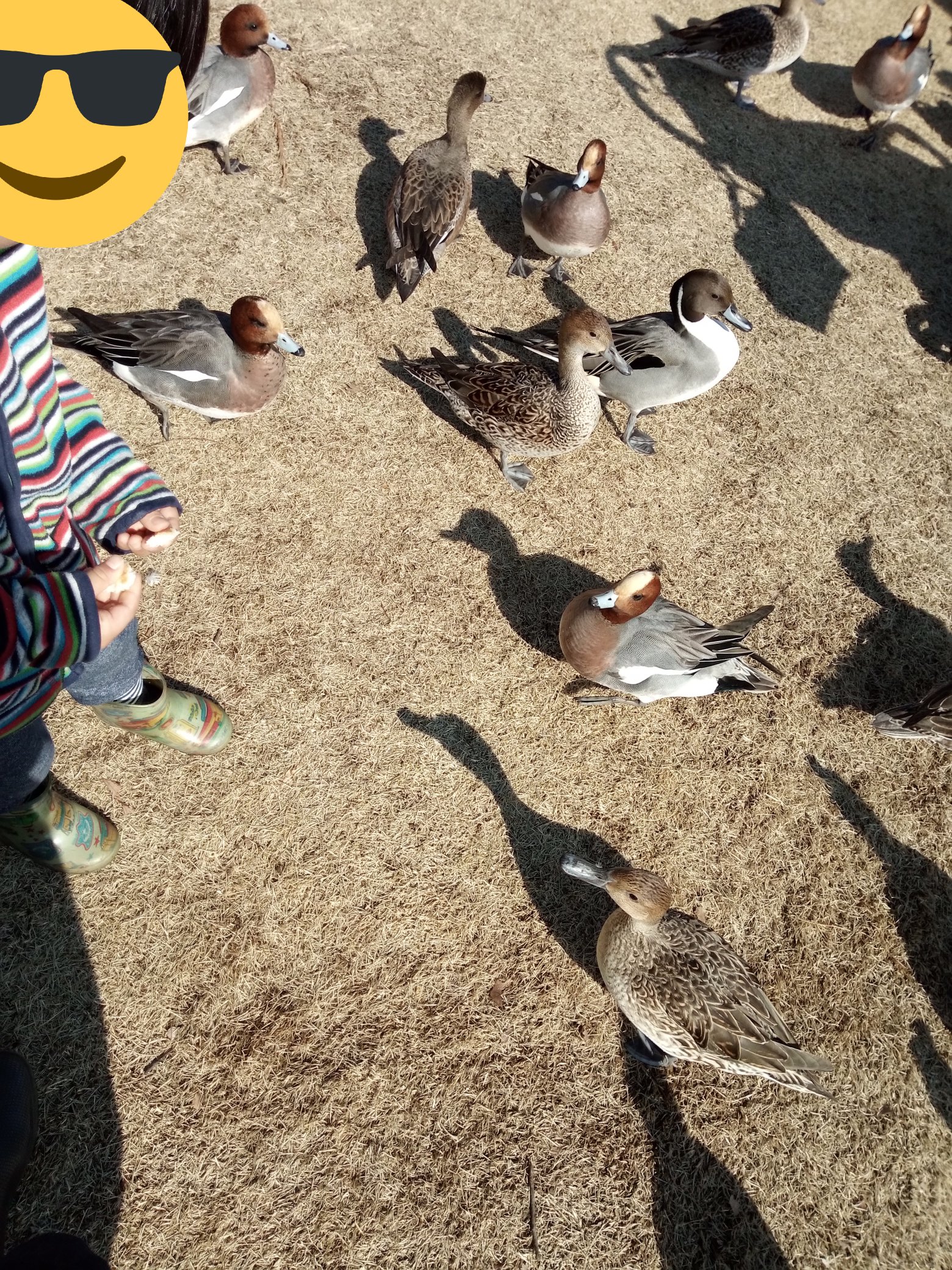 カモに餌やり Twitter Search Twitter