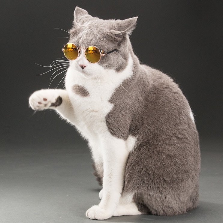 Liverpool players as cats thread. (I'm bored, and you have to bear witness to my boredom)