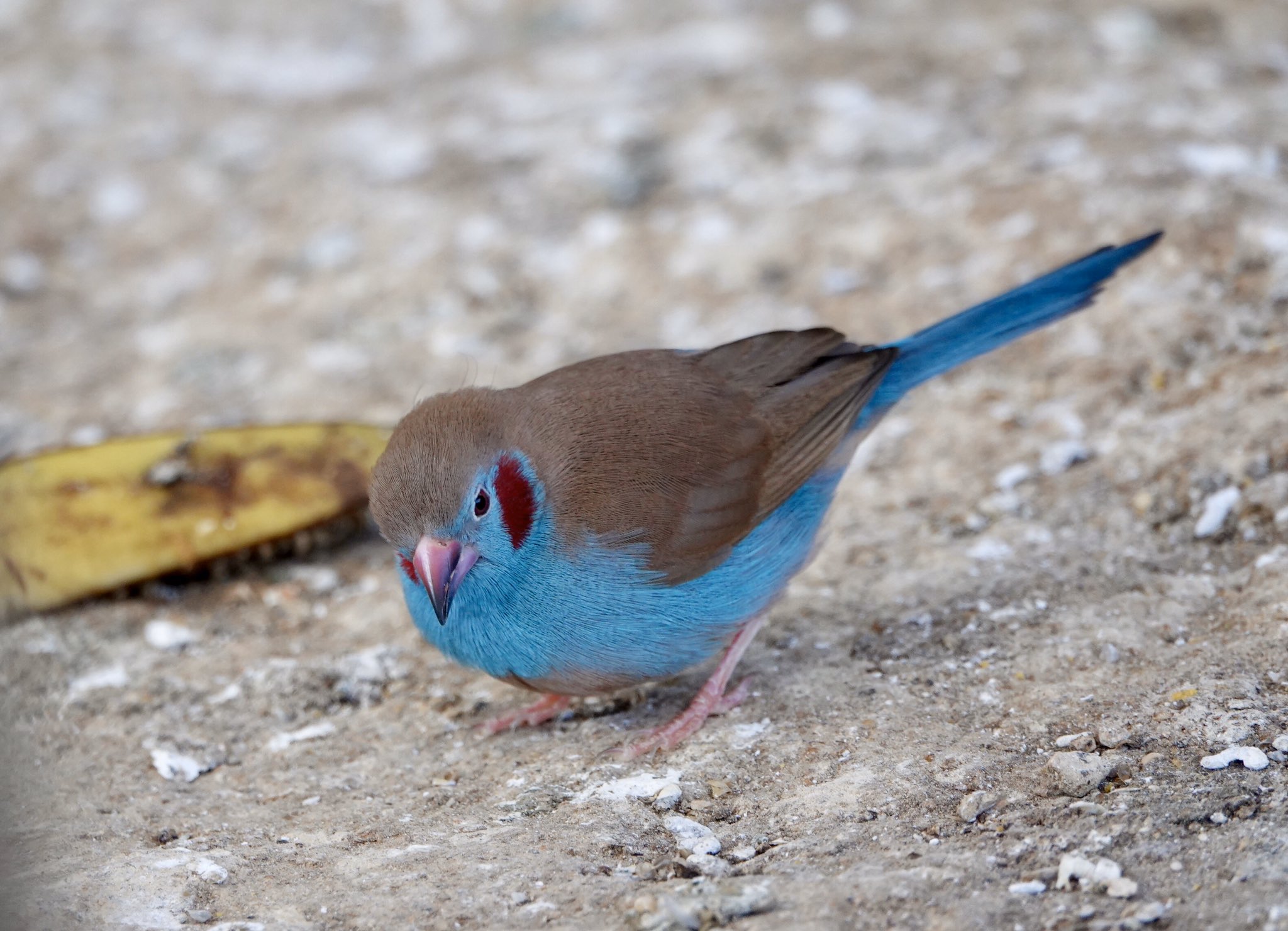 はなちゃ 先日の動物園よりおフィンチさんの食事風景です はアフリカ系フィンチさん はみんな大好き キンカチョウお雛 カエデチョウ セイキチョウ コウヨウチョウ キンカチョウ T Co Xhpt802aro Twitter
