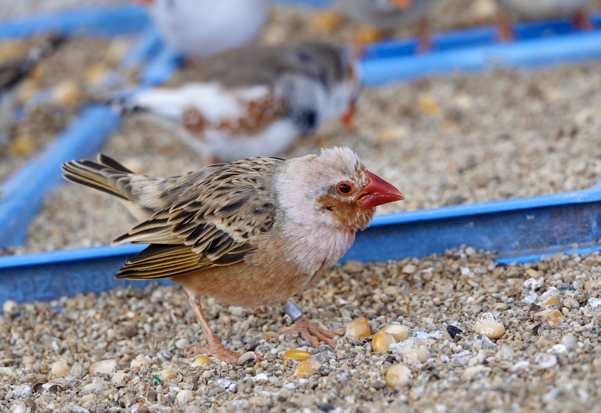 はなちゃ 先日の動物園よりおフィンチさんの食事風景です はアフリカ系フィンチさん はみんな大好き キンカチョウお雛 カエデチョウ セイキチョウ コウヨウチョウ キンカチョウ T Co Xhpt802aro Twitter