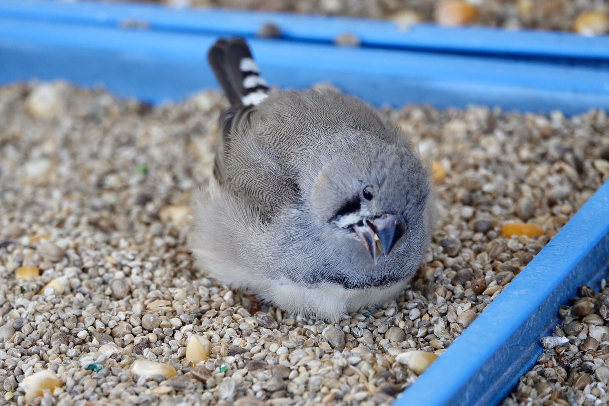 はなちゃ 先日の動物園よりおフィンチさんの食事風景です はアフリカ系フィンチさん はみんな大好き キンカチョウお雛 カエデチョウ セイキチョウ コウヨウチョウ キンカチョウ T Co Xhpt802aro Twitter