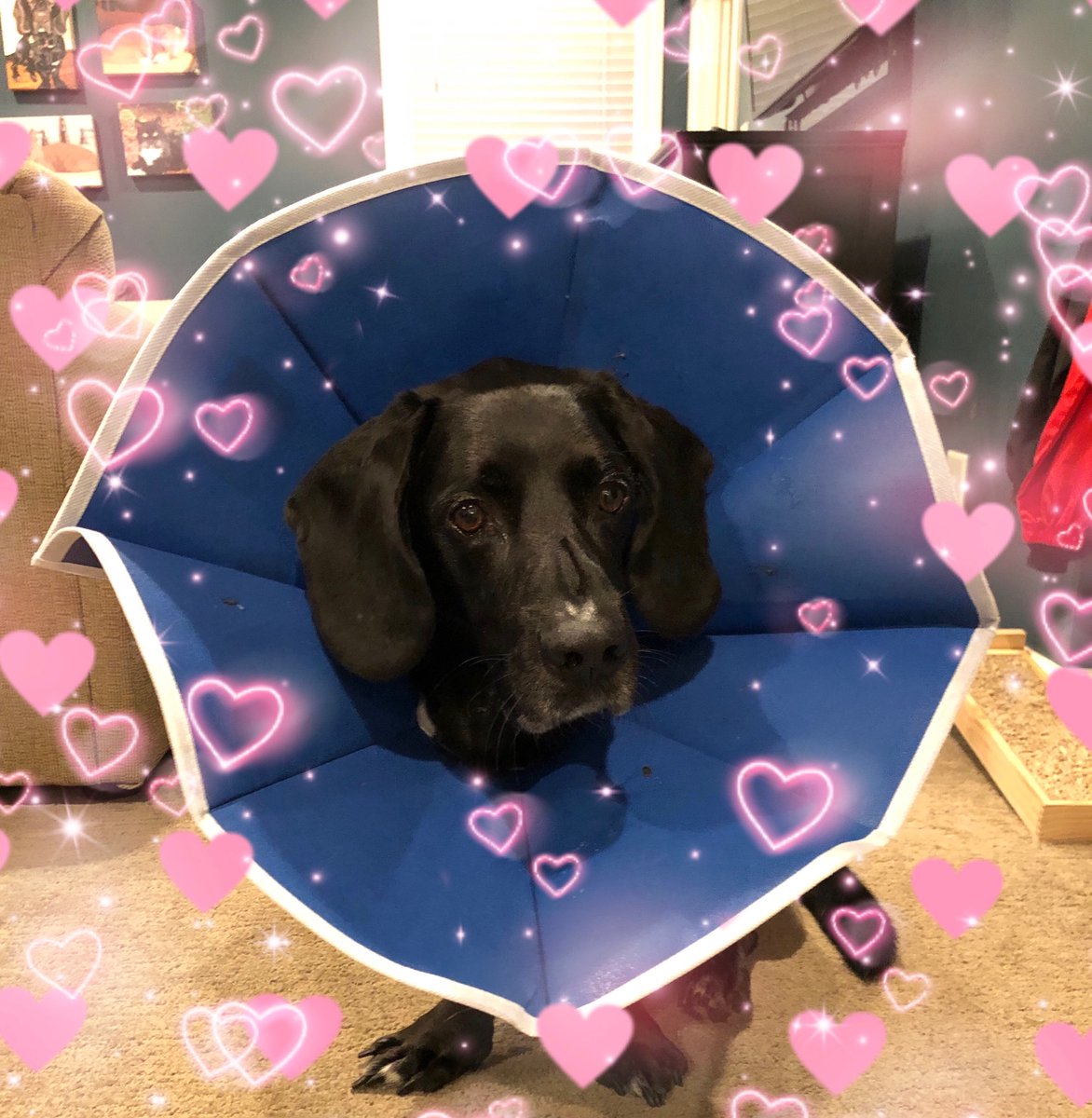 We’re so in love with our <a href="/TNProverbs1210/">Proverbs 12:10 Animal Rescue</a> pup, Wallace! Thanks <a href="/petcofoundation/">PETCO PUPPIES REHOMING🐾</a> for your generosity to our shelters!