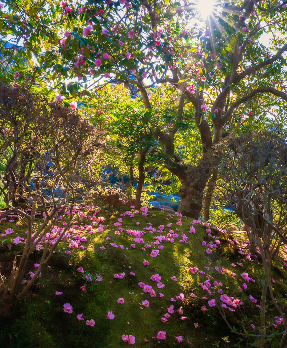 KeccoOn's tweet photo. 散り椿が最高だった
#tokyocameraclub
#kyoto
#tojiin
#等持院 https://t.co/3K0yPejhCX
