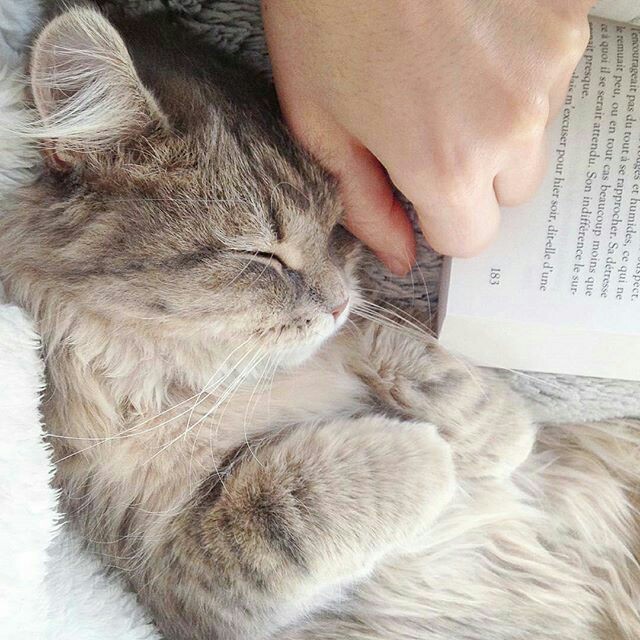 asteriapimena's tweet photo. ㅤ ㅤ    ┄ [ denzerin posted a picture. ]

ㅤ ㅤ    "Catching cold in winter sucks. At least I've got company while I sniffled." https://t.co/7F1fdHGbkY
