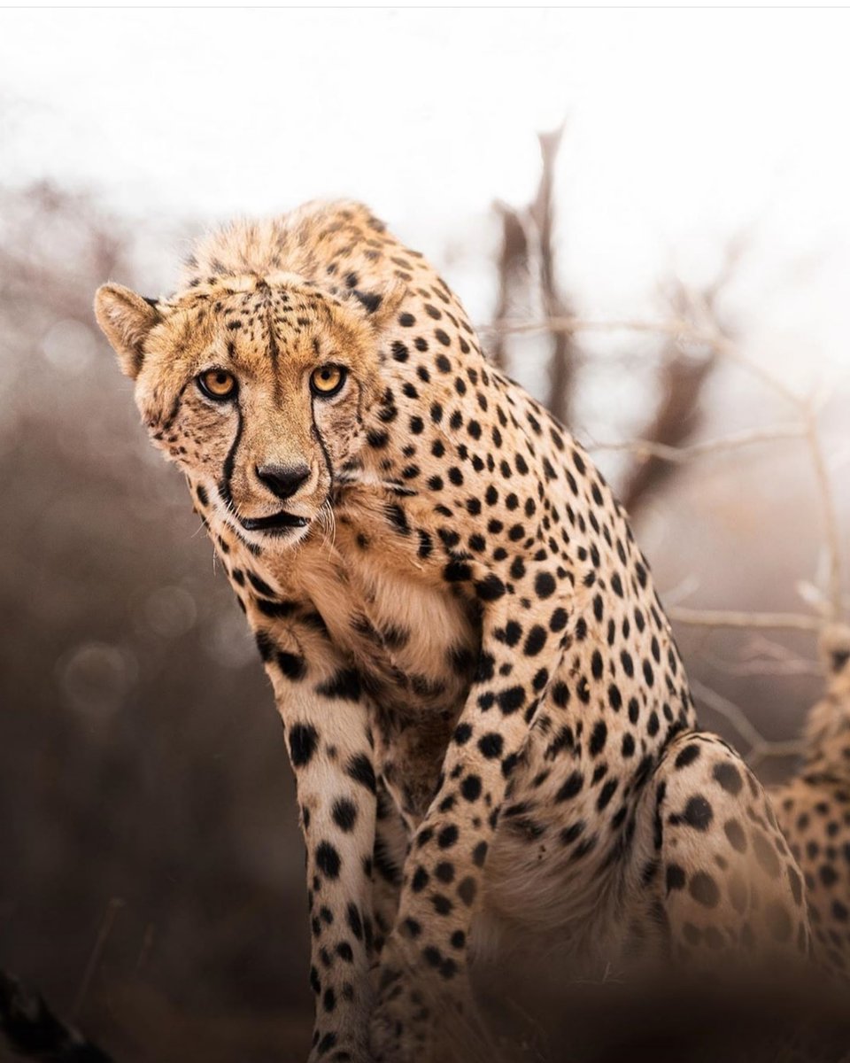 TheBigGameTours's tweet photo. DID YOU KNOW? 
The fastest animal in the world is of course the cheetah. This animal is actually only slightly faster than the pronghorn antelope, and can reach speeds of up to 61 miles per hour. This record was set by an 11 year old cheetah in 2012 named Sarah. https://t.co/rBezQJGqUO