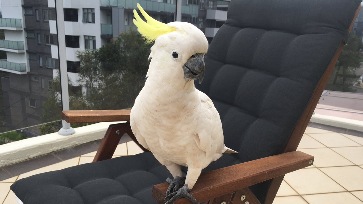 Hacking on long-term stellar variability this week at #tessninja in Sydney. Also making new friends...