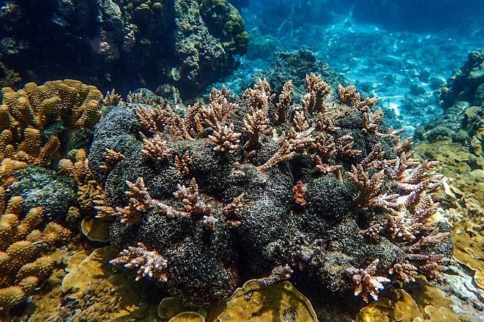 asdmwr's tweet photo. In 2017, an outbreak of bubble algae (Valonia spp.) was reported in several lagoon pools of Ofu-Olosega. The CRAG coordination, member agencies (NPSA, ASEPA, DOC-NMSA, DMWR &amp; ASCC) and Ofu-Olosega community are now working together to monitor this outbreak. https://t.co/mQYzw78crW