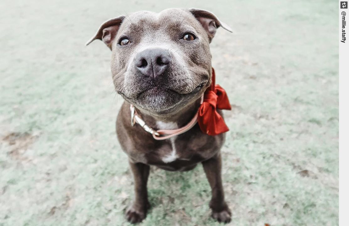 IngloriousDogs's tweet image. My face when Mum says no but I know Dad will say yes 🤭 #staffydog #staffypuppy #dog #puppy #puppylove #dogsofinstagram