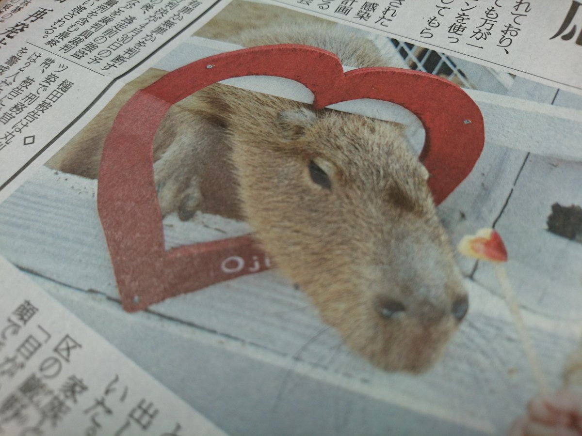 神戸市立王子動物園 でカピバラにハート形に切ったリンゴを贈るイベント 神戸市立王子動物園 でカピバラにハート形に切ったリンゴを贈るイベント