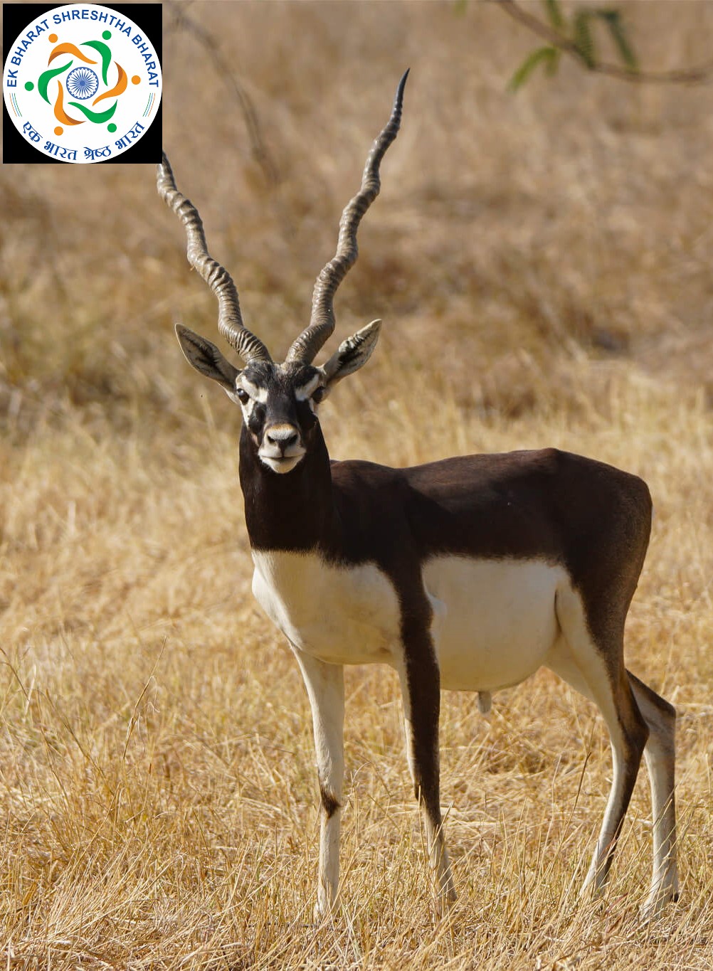 توییتر \ PIB in Chandigarh | #AmritMahotsav در توییتر: «State symbols of #AndhraPradesh State Animal - Black Buck State Tree - Neem State Flower - Jasmine State Bird - Rose-ringed Parakeet Under # توییتر \ PIB in Chandigarh | #AmritMahotsav در توییتر: «State symbols of #AndhraPradesh State Animal - Black Buck State Tree - Neem State Flower - Jasmine State Bird - Rose-ringed Parakeet Under #
