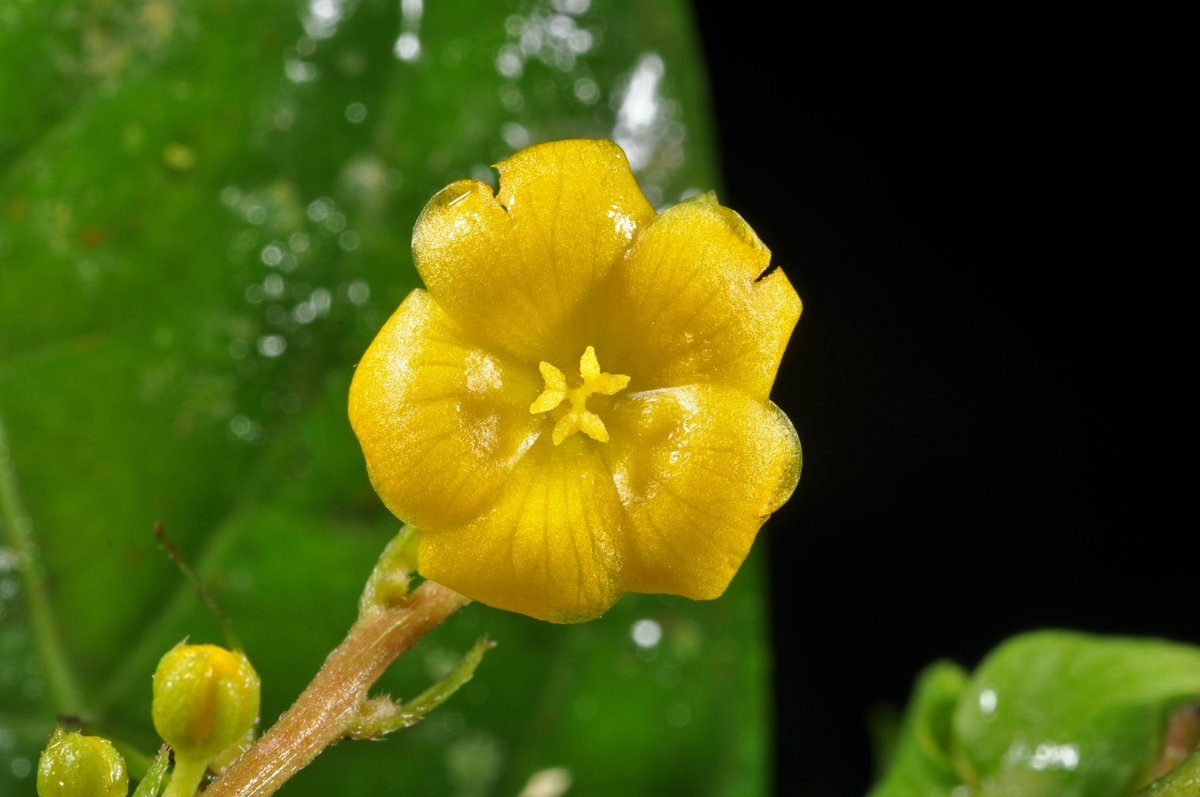 pbpelser's tweet photo. Discovery through photography: the Co’s Digital Flora of the #Philippines project (https://t.co/EQ8UAdo1G0) results in the discovery of yet another new species of Philippine plants: Trigonostemon palustris https://t.co/9RNz3qsAFF @UCNZscience @UCNZbiology #taxonomy https://t.co/FWQ9HtErKL
