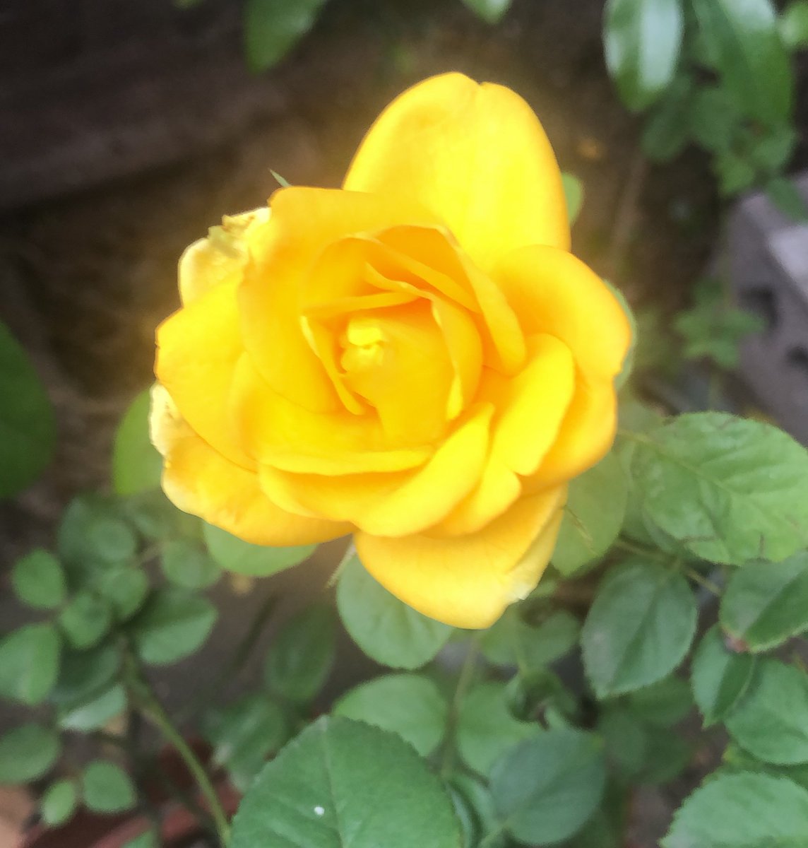bhavsN's tweet photo. Homegrown and loved 💛 #nature #roses #nofilter #natureporn https://t.co/x5lPOKB8w1