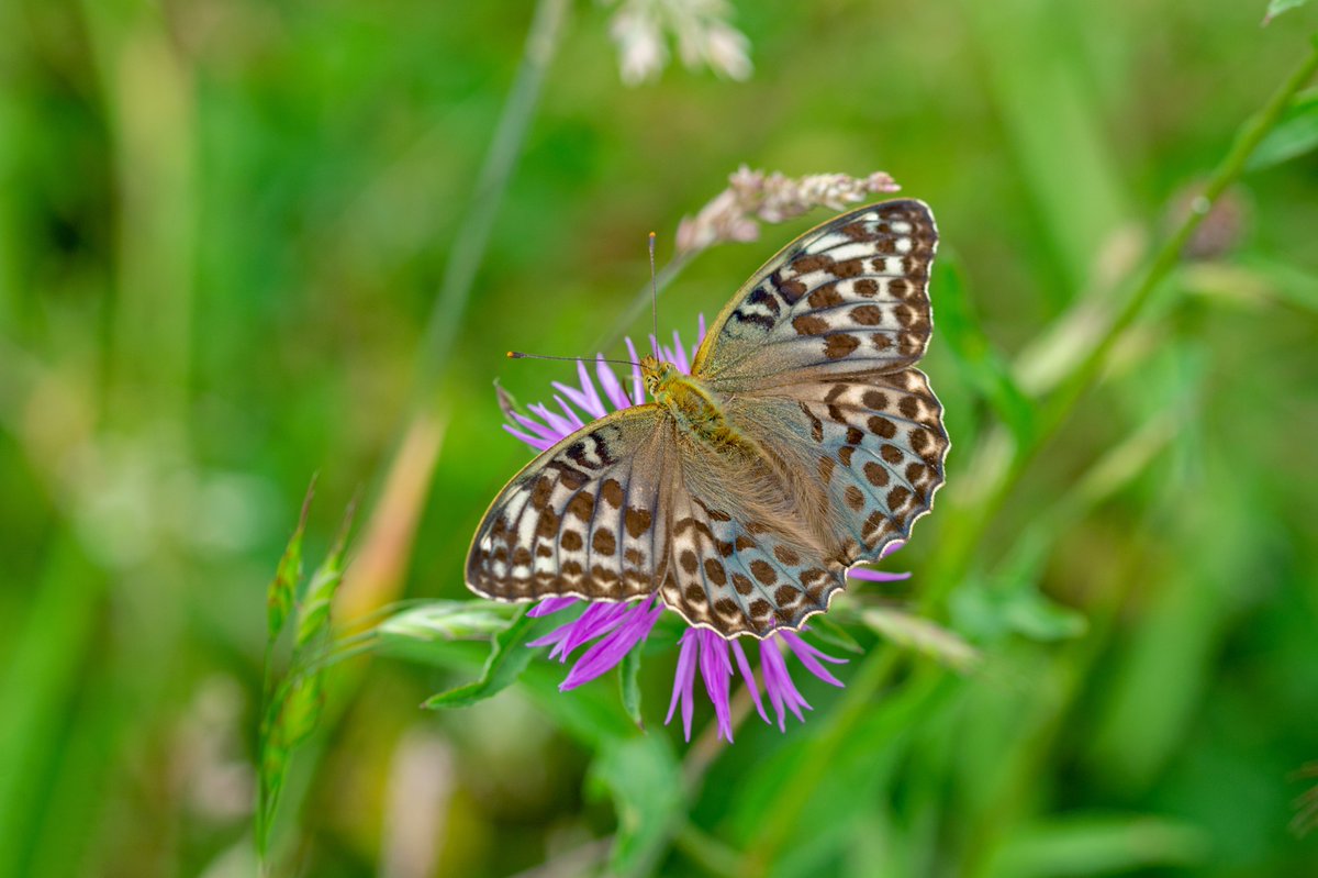 The Silver-washed Fritillary (Argynnis Paphia) is a vibrant and eye-catching butterfly but to me, its 'valesina' form has a much more subtle, almost ethereal beauty. @europebutterfly #FebruaryButterflyMonth