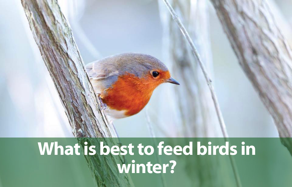 Did you know in the winter birds need to consume half their body weight in food per day just to survive? Check out the latest ‘Bird Bites’ video for Honeyfield’s top winter-feeding tips click here: youtu.be/REI86JNzvGI